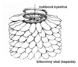 NK = DNA a RNA viry dle