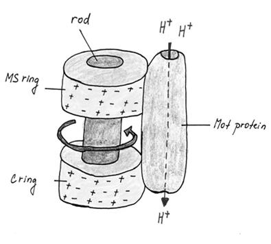Pohyb pomocí bičíku: Bičík = malý rotační motor: Rotor = centrální osa a prstence Stator= motorické proteiny otáčí c.