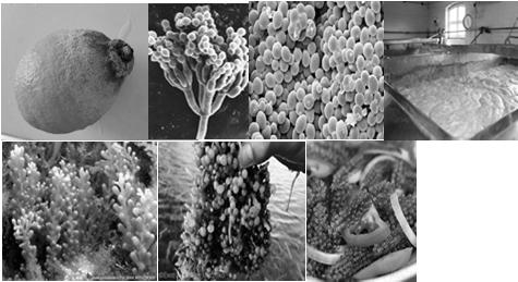 podmínkách extrémofilové buněčná stěna obsahuje pseudomurein, ale neobsahuje peptidoglykan (murein)