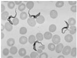 (mykoplazmata) buněčná stěna obsahuje peptidoglykan Buněčné organismy Eukaryotické jedno nebo více