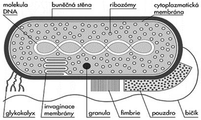 Jaderná membrána ne ano Organely ne