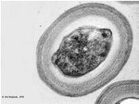 P, cysteinu, glutathionu