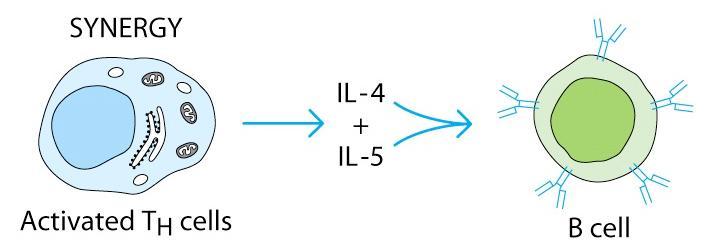 Synergie cytokinů Efekt kombinace