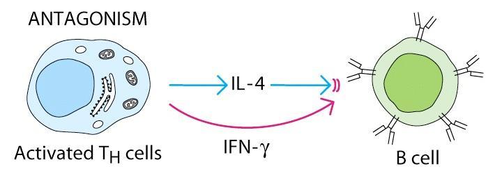 Antagonismus cytokinů