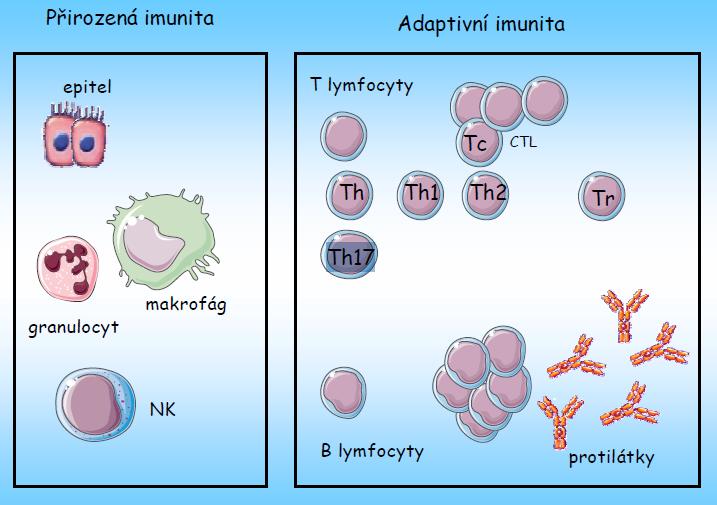 Buňky produkující a ovlivňované cytokiny Vrozená