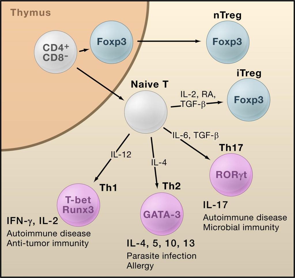 Figure 5 Regulační T-buňky