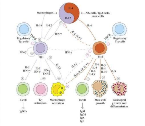 Th1 Th2 subsets Aktivace Th1