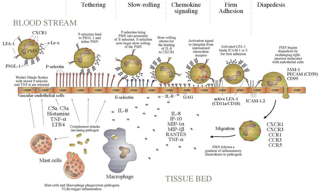 Chemotaxe