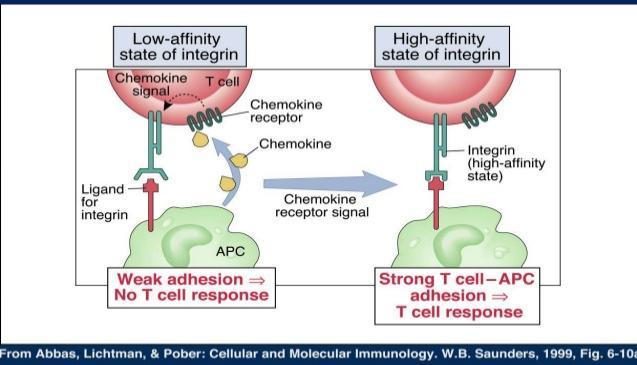 Chemokiny -