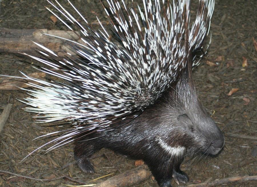 Dikobrazi Omlouvám se za tu pauzu ve vydávání článků, ale už jsem tady zas *ďábelský smích. Dikobraz je velmi neužitečná, jako škůdce lovená potvora. Je nebezpečný svými Bodlinami.