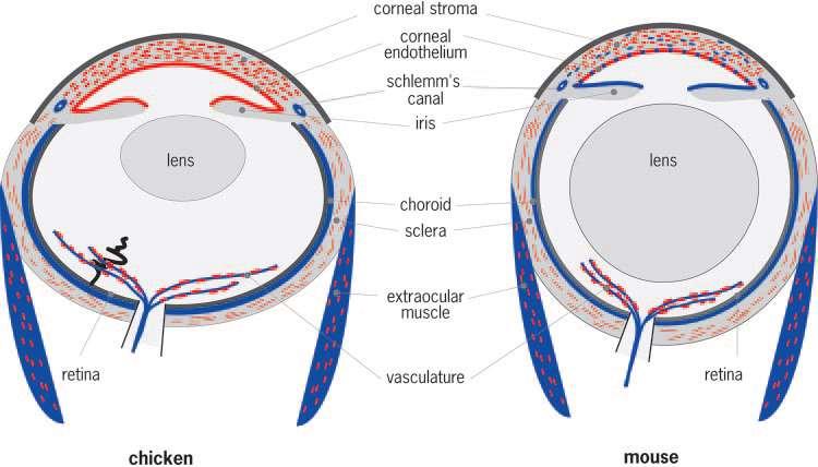 Fate Maps of Neural Crest and Mesoderm in the Mammalian Eye P. J. Gage, W.