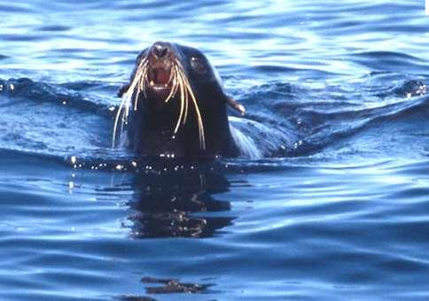 sea-lion