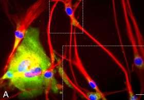 Bulge explant-derived NCCs are