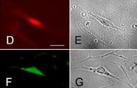 Smooth muscle cells Neurons