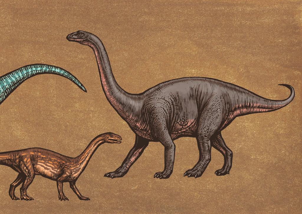 4 3 Během evoluce se délka těla a krku sauropodomorfů prodlužovala, jejich hlava se zmenšovala a začínali postupně chodit po všech čtyřech.