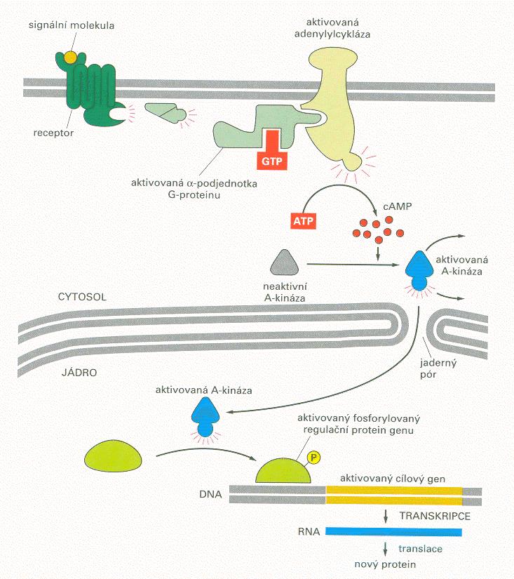 Beta receptory