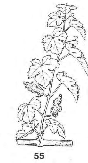 1.2. Fenofáze révy 14 4 listy rozvinuty 18 8 listů rozvinuto 55 květenství se zvětšuje, jednotlivé kvítky dosud hustě nahloučeny V tomto období, podle lokalit a odrůd, probíhají nebo nastanou fáze