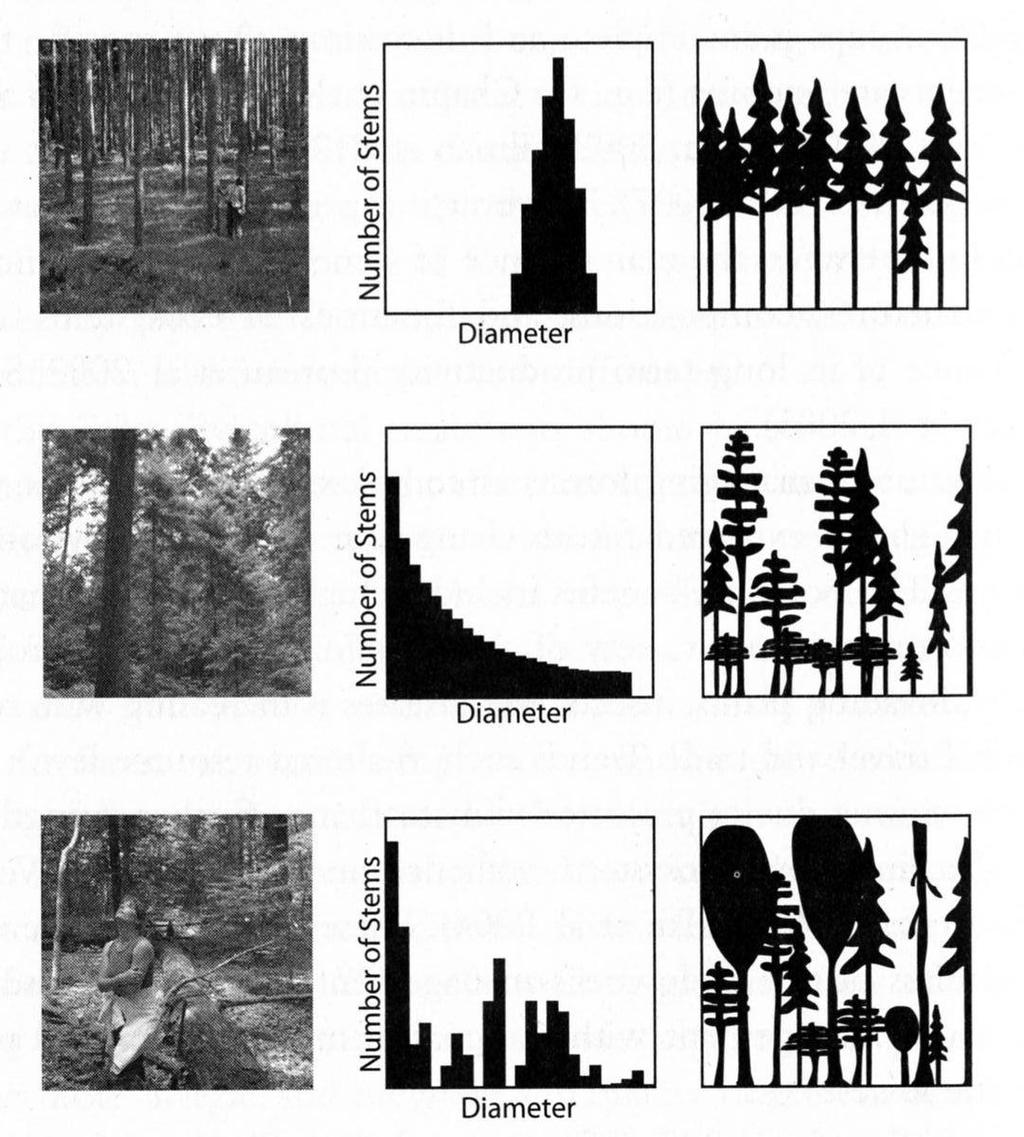 opakovaně měřené stejné stromy anonymní střední kmen Jakou roli hrají atributy struktury v HÚL a OCEŇOVÁNÍ LESŮ?