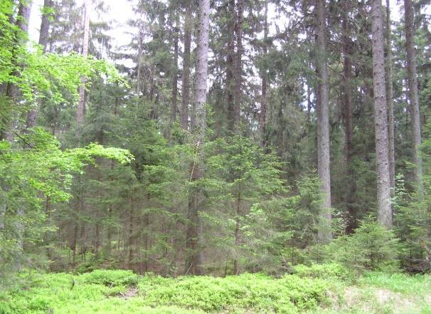 Schéma rozhodování při přestavbě lesa Vhodná porostní