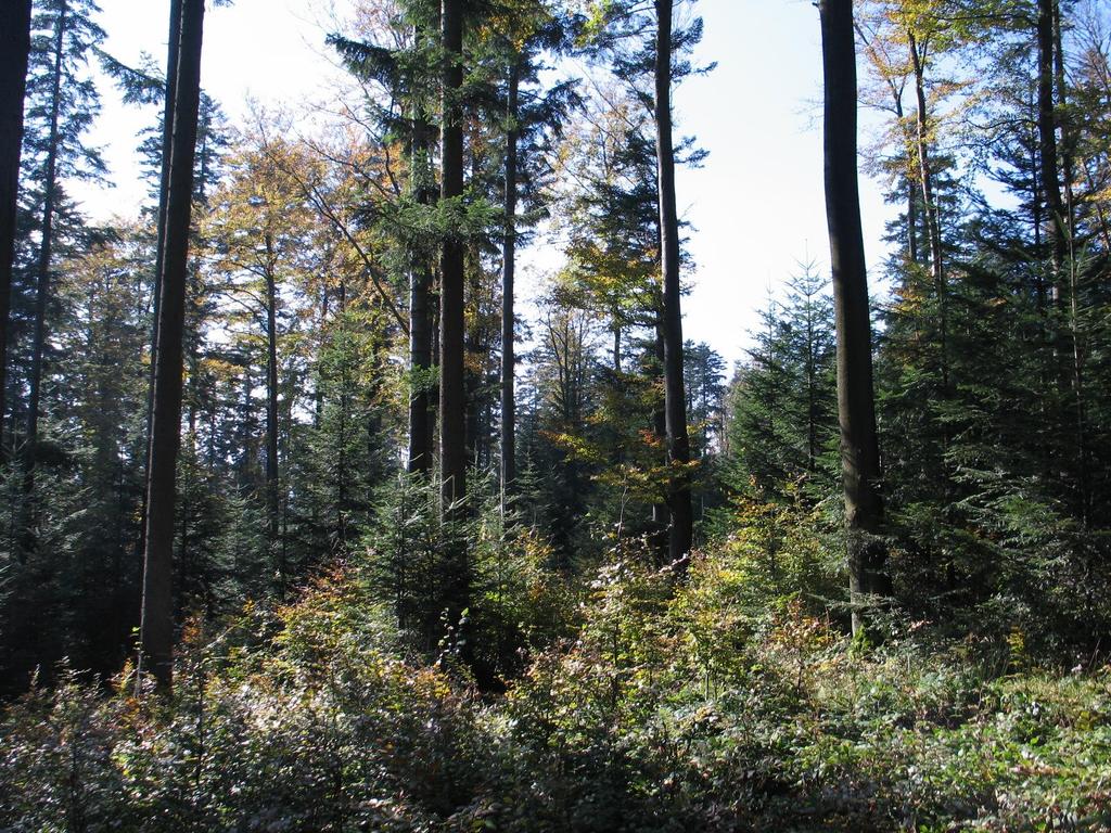 Skupinovitě výběrný les (směs smrk, jedle, buk) je produkčně i ekologicky vzorovým příkladem přírodě