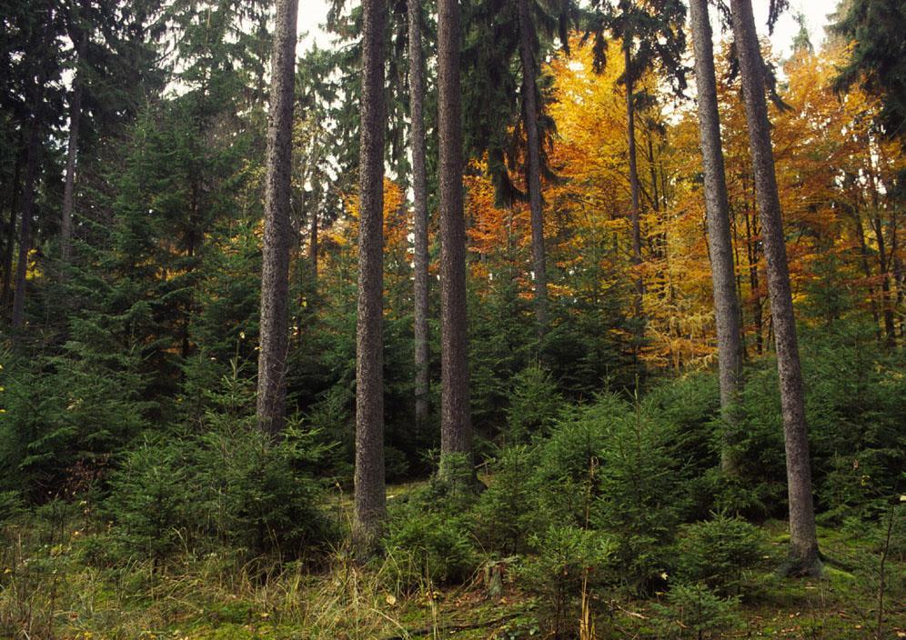 Skupinovitě strukturovaný, nestejnověký les s výraznou prostorovou diferenciací