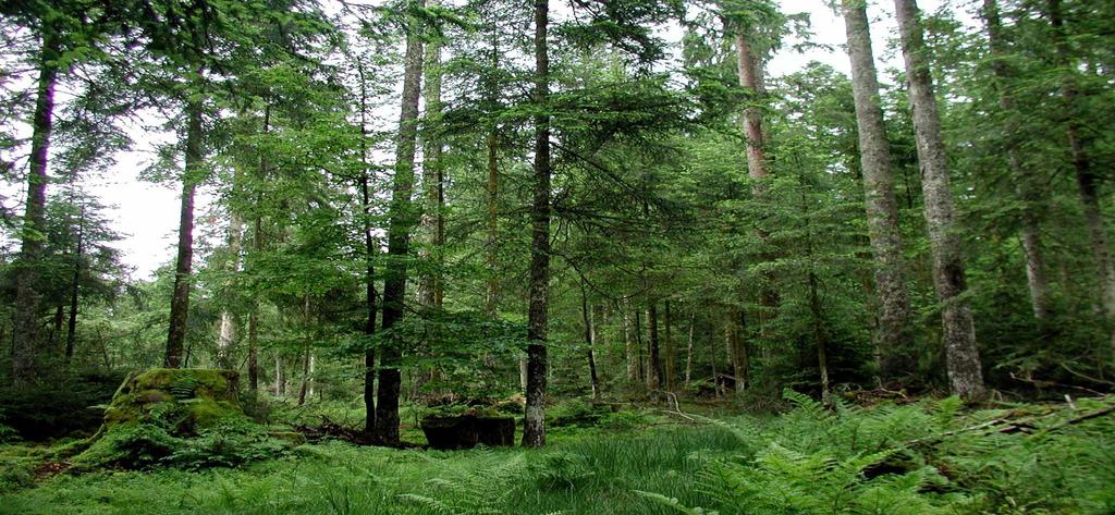 Klasické výběrné hospodářství (pásmo smíšených JD-SM-BK porostů) Pěstování výběrného lesa se neřídí věkem, ale tloušťkou jednotlivých stromů. Těží se hospodářsky zralé (tlusté) stromy.