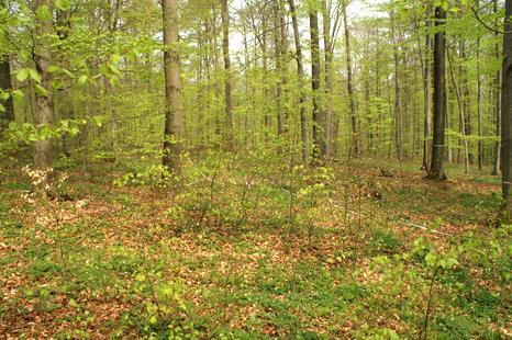 Výběrné lesy mimo pásmo JD-BK-SM Bukové výběrné lesy Obecně se traduje, že bukový les nelze pěstovat jako výběrný.