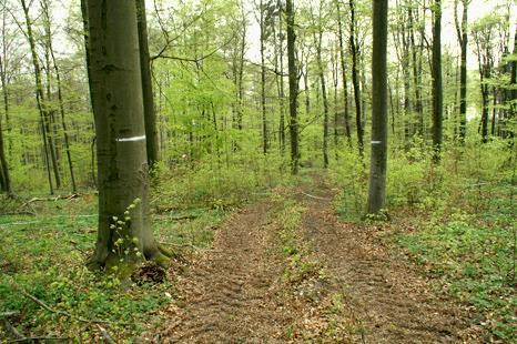 Jeho znaky: nižší hodnoty porostních charakteristik (výčetní základna <21 m 2 /ha, zásoba < 250 m 3 /ha) ve srovnání s klasickými (jehličnatými) výběrnými