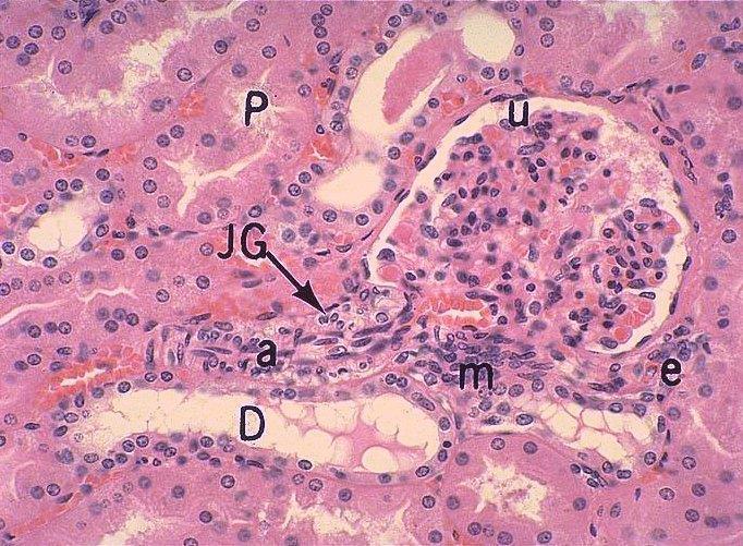 Hematoxylin