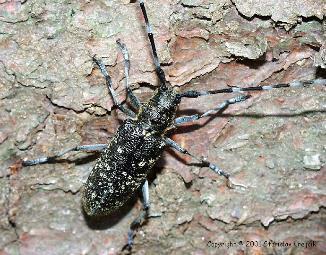 Tesaříci Monochamus spp.