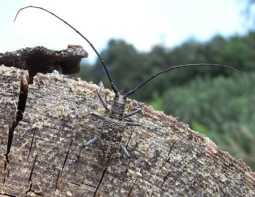 Tesaříci Monochamus spp. Ochrana: - přímá ochrana se neprovádí - preventivní opatření kontrola dováženého dřeva a DOM - vývoj - M. sutor dvouletý - M. sartor dvouletý - M.