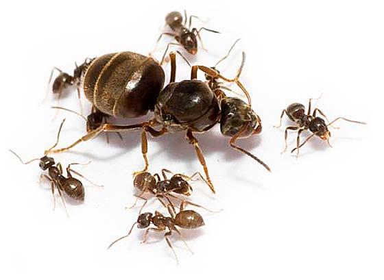 Naneštěstí se mravenci, díky své sociální struktuře, potravním zvyklostem, způsobu stěhování a hnízdění, mohou ukázat jako velmi problematičtí škůdci.