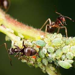 Významné druhy mravenců Efektivní kontrola mravenčích kolonií Jak jsme již naznačili, jen dobrá znalost druhů a jejich biologie umožní volbu efektivních prostředků pro jejich kontrolu, což Vám jednak