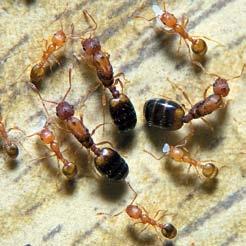 Mravenec zahradní Lasius niger Mravenec faraon Monomorium pharaonis V krátkosti si zde proto představíme 4 druhy mravenců, se kterými se nejčastěji v terénu můžete setkat.