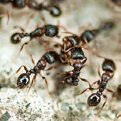 Je všežravý, i když preferuje medovici. Kolonie jsou monogynní (s jednou královnou, která klade vajíčka). Drobný, asi 2 mm velký hnědý až žlutavý mravenec, který osidluje pouze vytápěné budovy.