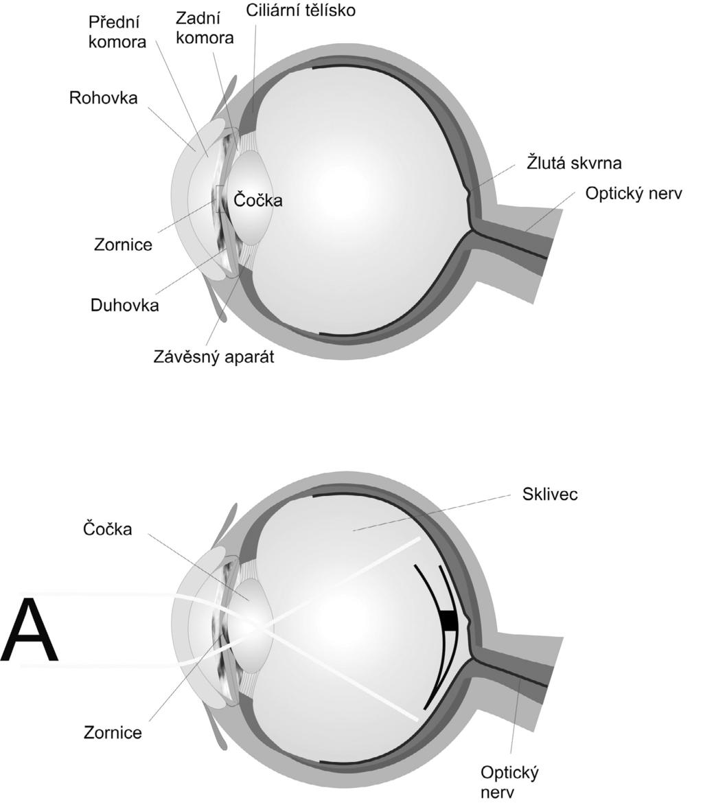 4 / Aplikované pohybové aktivity osob se zrakovým postižením 4.1 / Funkce lidského oka Oko bývá často přirovnáváno k fotografickému aparátu.