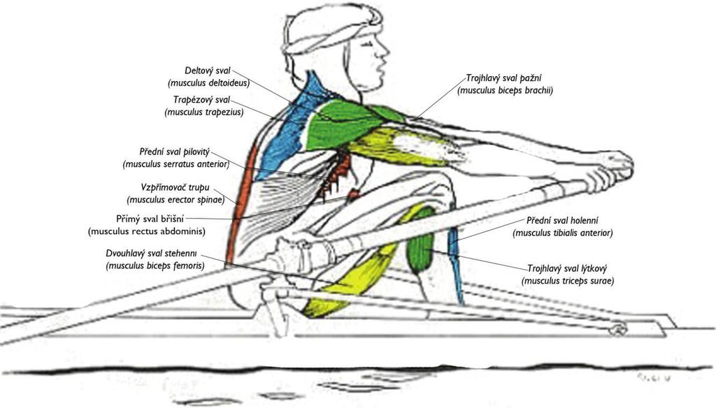 4.3 Fáze veslařského tempa 4.3.1 Zaveslování Obrázek č. 4 - zaveslování zdroj: http://www.orrlabda.hu/gallery/muscles-in-rowing-stroke.
