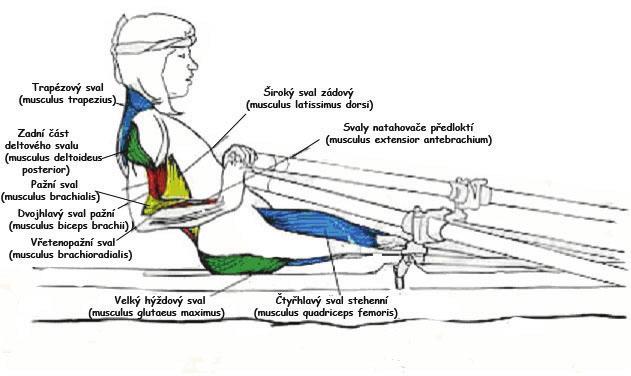 4.3.4 Vyveslování Obrázek č. 8 - vyveslování zdroj: http://www.orrlabda.hu/gallery/muscles-in-rowing-stroke.