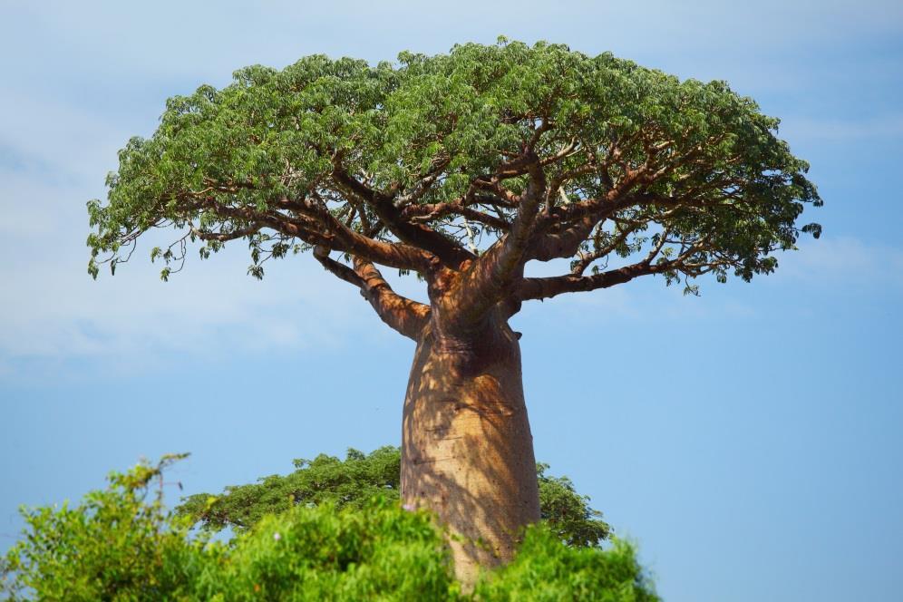 Baobab (Adansonia digitata) povolen v roce