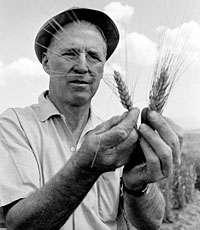 Norman Borlaug (1914-2009) - Green Revolution pšenice Norin 10 Mutant v genu pro kratší internodia reduced height(rht) homolog gibberellin insensitive (gai1) Arabidopsis slender rice (slr1) Rýţe IR8