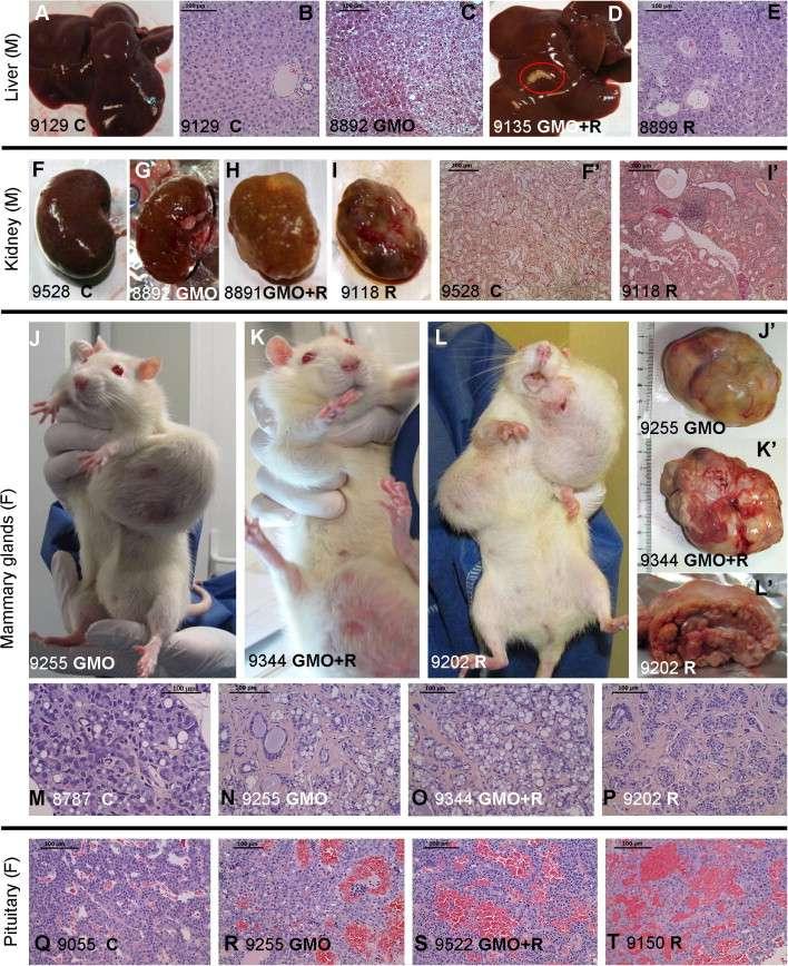 Dvouletá rat feeding studie *Roundup tolerantní odrůda