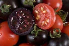 Purple tomato can beat cancer The research, published in the journal Nature Biotechnology, suggests it will be possible to create new foods which may offer added