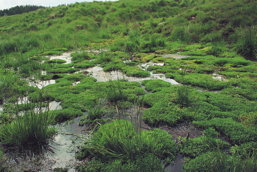 Vegetace pramenišť (Montio-Cardaminetea) Obr. 316. Philonotido fontanae-montietum rivularis. Luční prameniště se zdrojovkou potoční (Montia hallii) u Horské Kvildy na Šumavě. (L. Ekrt 2008.) Fig. 316. A well illuminated spring with Montia hallii near Horská Kvilda, Šumava Mountains, south-western Bohemia.