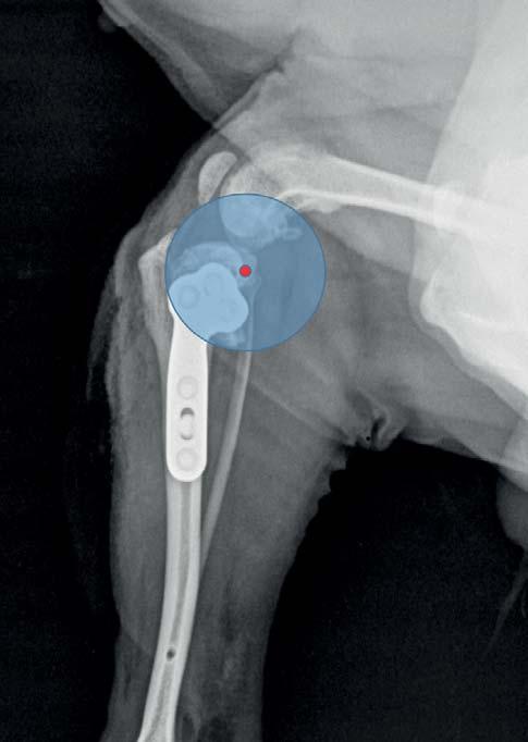 (micro Clover plate), post TPA 5 Obr.