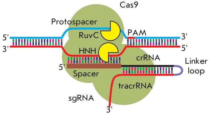 Struktura chimerické sgrna a kompexu sgrna s Cas9 pro vytváření DSB v