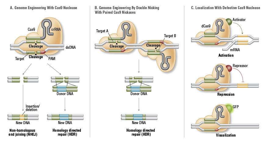 Analogie ZFN a TALEN A. Wt Cas9 nukleáza štěpí specificky dsdna, vytváří DSB a tím navozuje reparaci.