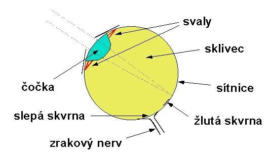 Lidské oko 2014