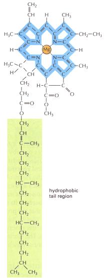 Chlorofyly Porfyriny - tetrapyroly