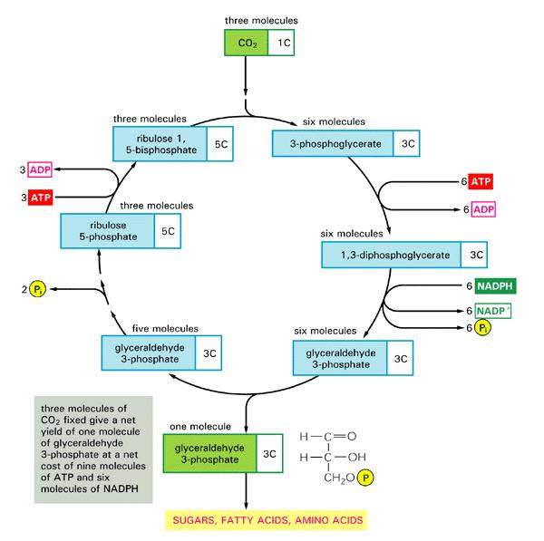 Sekundární procesy fotosyntézy glyceraldehyd-3-fosfát izomeráza