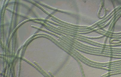 elegans, tolerantní druhy s oxygenní fotosyntézou (rezistentní PSII) nad 200 µm např.